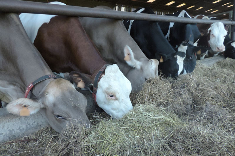 Alimentation des vaches - bien-être animal - Coopérative Laitière de la Sèvre - CLS - terroir - Echiré