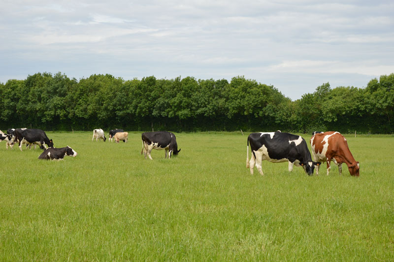 Pâturage des vaches en plein air - bien-être animal - Coopérative laitière de la Sèvre - terroir Echiré